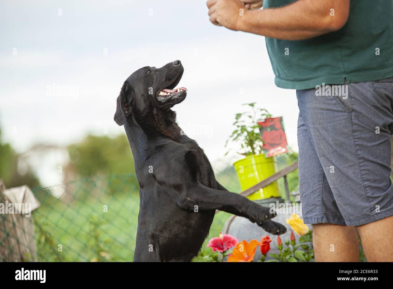 Labrador dog play in countryside 2 Stock Photo - Alamy