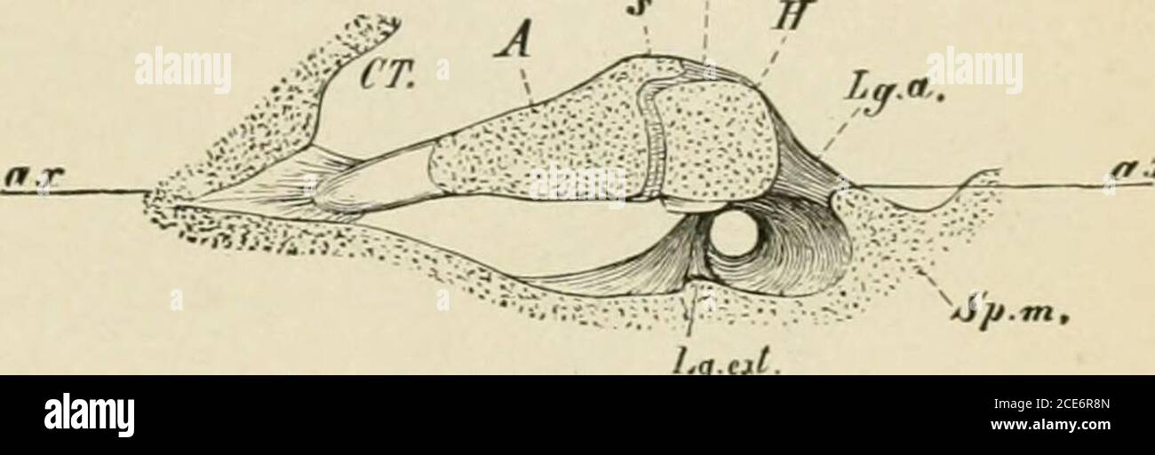 . A text-book of human physiology . Fig. 196.—Transverse section through the leftauditory canal and tympanic membrane ofman, enlarged four times, after Hensen.The section is taken just behind the handleof the hammer in a plane parallel to thehandle. G, external auditory meatus; C,tympanic cavity; S, the stapes; H, the ham-mer; a ledge projects at L, to which theligaments are attached. Between the longprocess of the anvil and the handle of thehammer the tendon of the tensor tjTiipanimay be seen; LS, ligamentum superior. its radii. In this way the membrane isfunnel with an aperture of about 125° Stock Photo