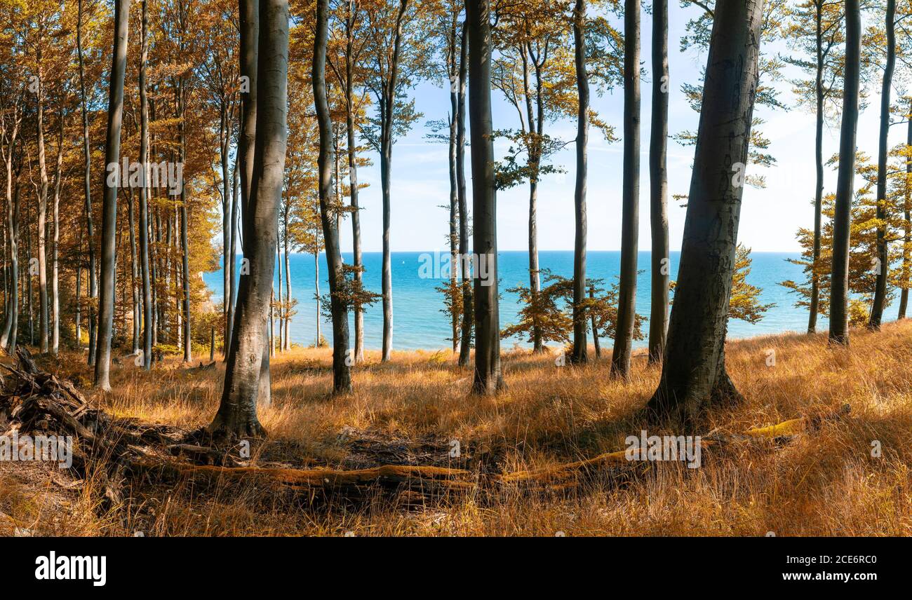 A view of thick deciduous in fall colors with blue ocean behind Stock Photo