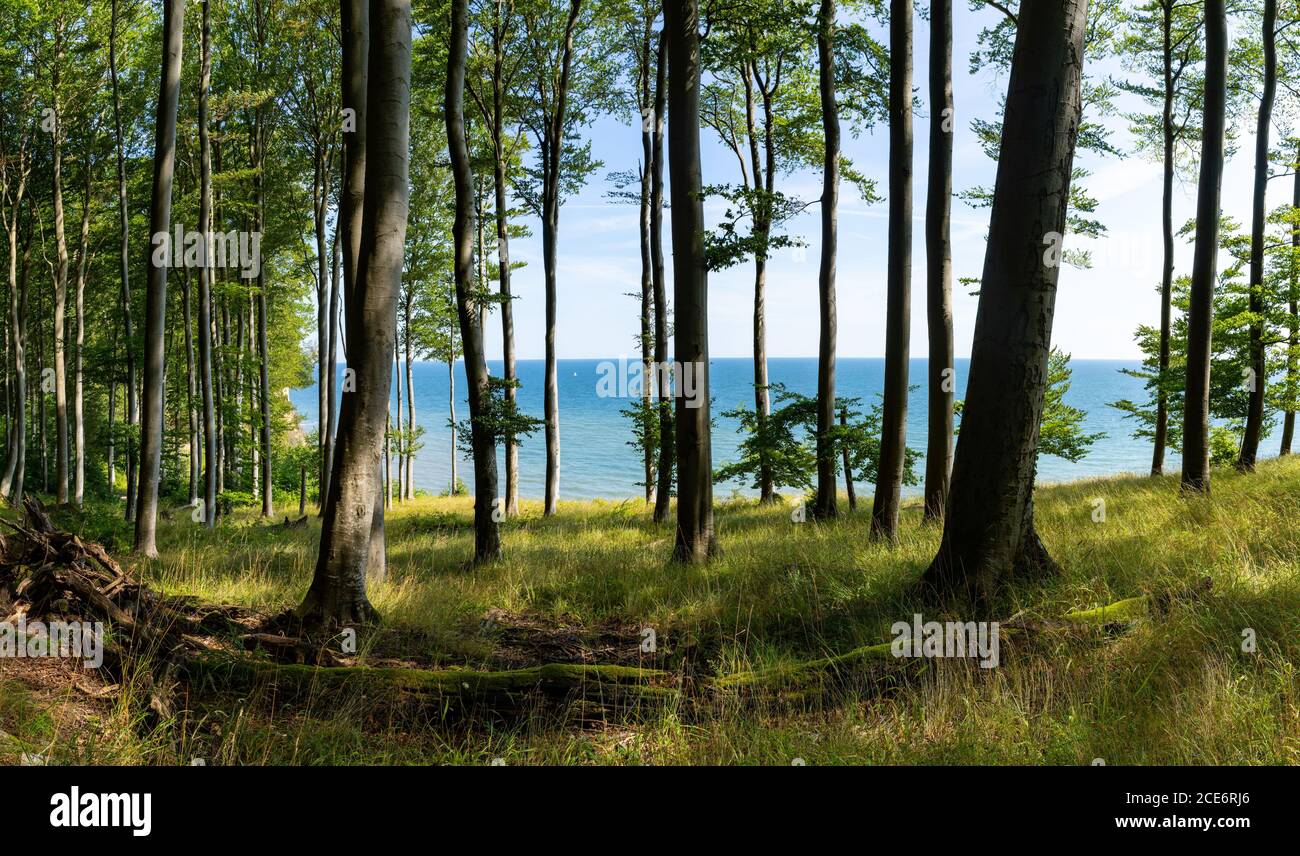 A view of thick deciduous forest with lush green vegetation and blue ocean behind Stock Photo