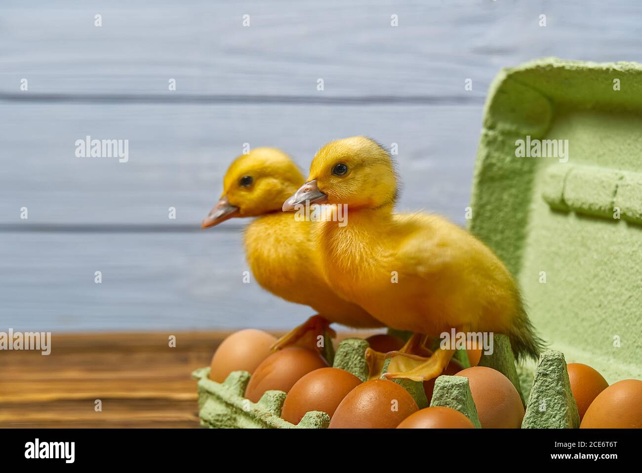 Newborn Duckling sitting on eggs in a green paper tray. Stock Photo