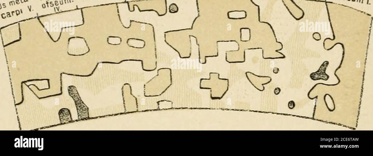 . A text-book of human physiology . rts of thethigh, the foreleg, etc