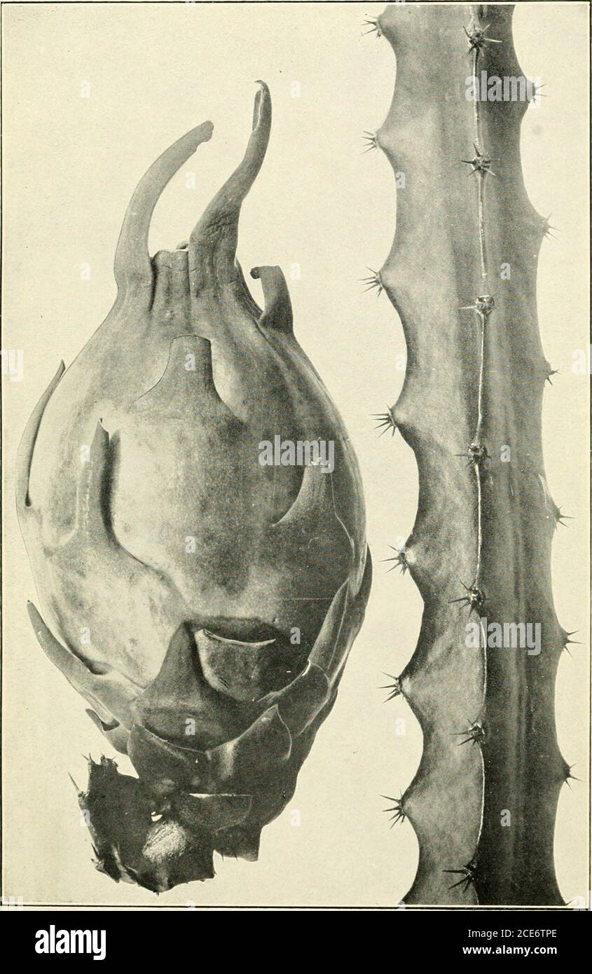 . Annual report of the Board of Regents of the Smithsonian Institution . lp surrounding the numerous smallblack seeds. Hylocereus trigonus is characterized by salient pointson the ribs, which bear the areolae. In H. triangularis the areolae aresituated in the notches of crenations. Closely allied to the latterspecies is a triangular cereus growing on the garden walls of the cityof Guadalajara, recently described by M. Robert Roland Gosselinunder the name Cereus tricostatus (pi. 6, fig. 1). This plant is char-acterized by its sharp, thin ribs, which are prominently gibbous be-tween the areoles. Stock Photo