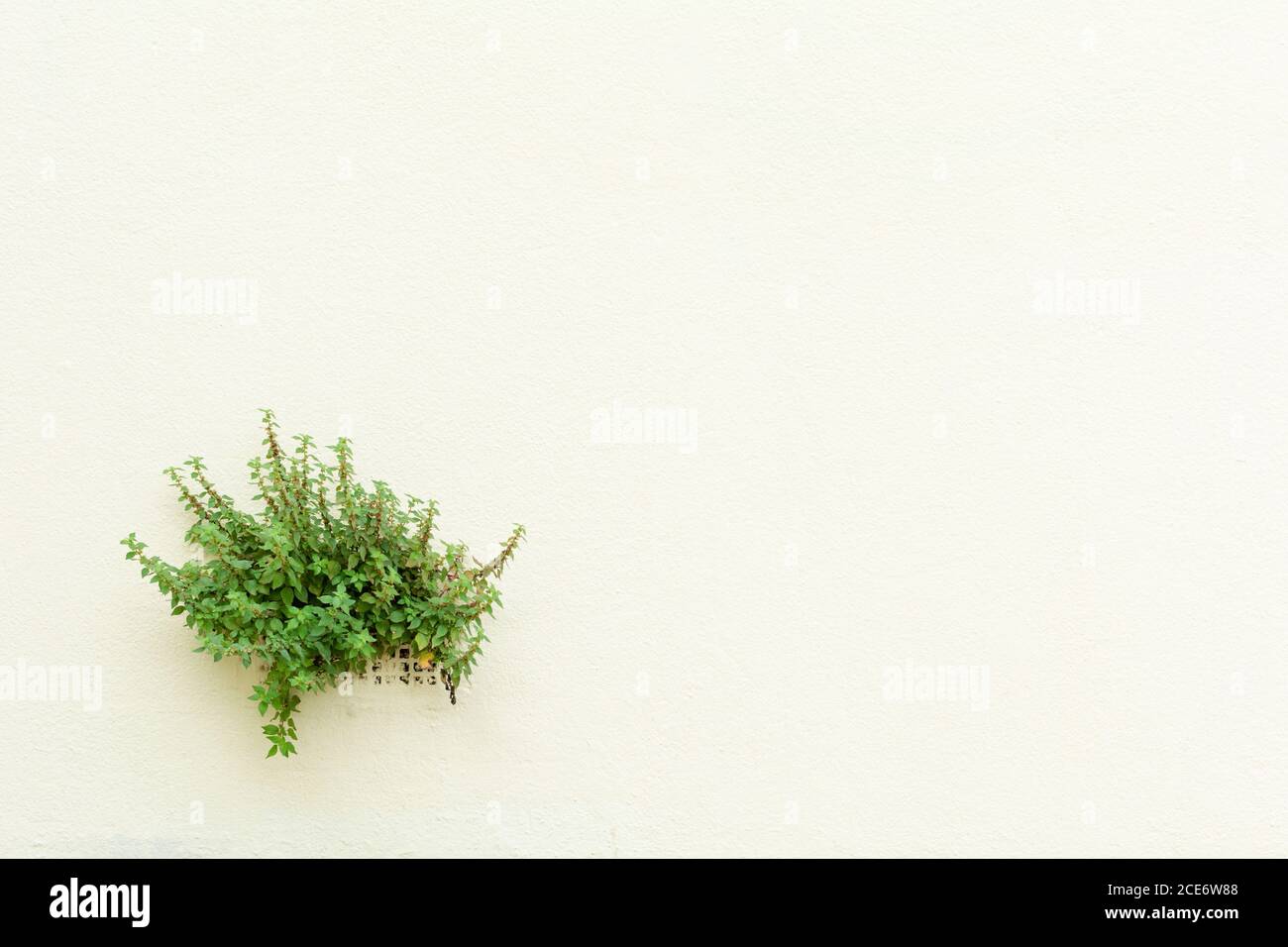 Growing from the wall hi-res stock photography and images - Alamy