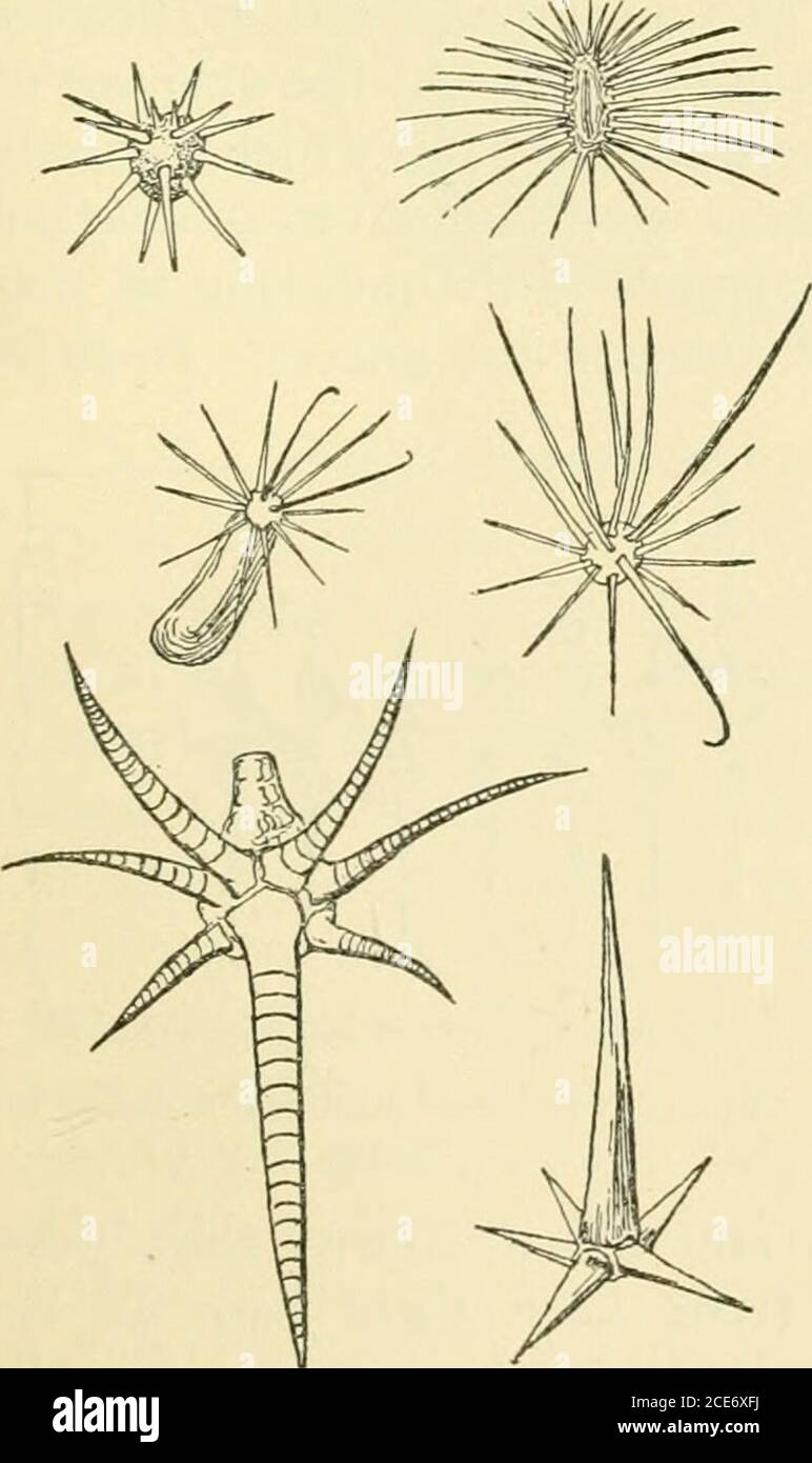 . Annual report of the Board of Regents of the Smithsonian Institution . Fig. 3.—Opuntia joint, with leaves. (pi. 10, fig. 2), or cylindrical, or awl-shaped and caducous, as in thegenera Opuntia and Xopalea. In the axils of the leaves are situated the areoles. These are little cush-ions clothed with down or felt-likewool from which the spines issue,and in some genera the flowersalso. In Opuntia and Pereskiopsis,in addition to the spines, theyusually bear a tuft of small, short,barbed bristles, called glochides orglochidia. SPINES. The spines are not connectedwith the woody axis of the stemor b Stock Photo