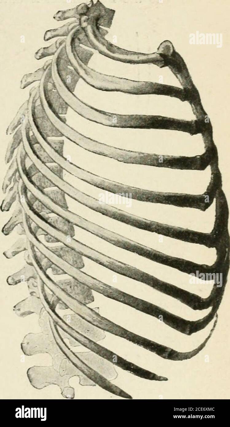 . A text-book of human physiology . these muscles are pres-ent only for the purpose of regulatingthe tension in the intercostal spacesand of rotating the thorax in its longaxis. By observations on living animalsin which all the muscles of respirationwere excluded except the intercostals,it has now been made clear that the outer layer, as well as that part of the inner included between the costal carti-lages, serves to elevate the ribs, while the remainder of the inner layer drawsthe ribs down (Bergendal and Bergman, E,. Du Bois-Reymond and ^lasoin, R.Fick). In the rabbit at least the intercost Stock Photo