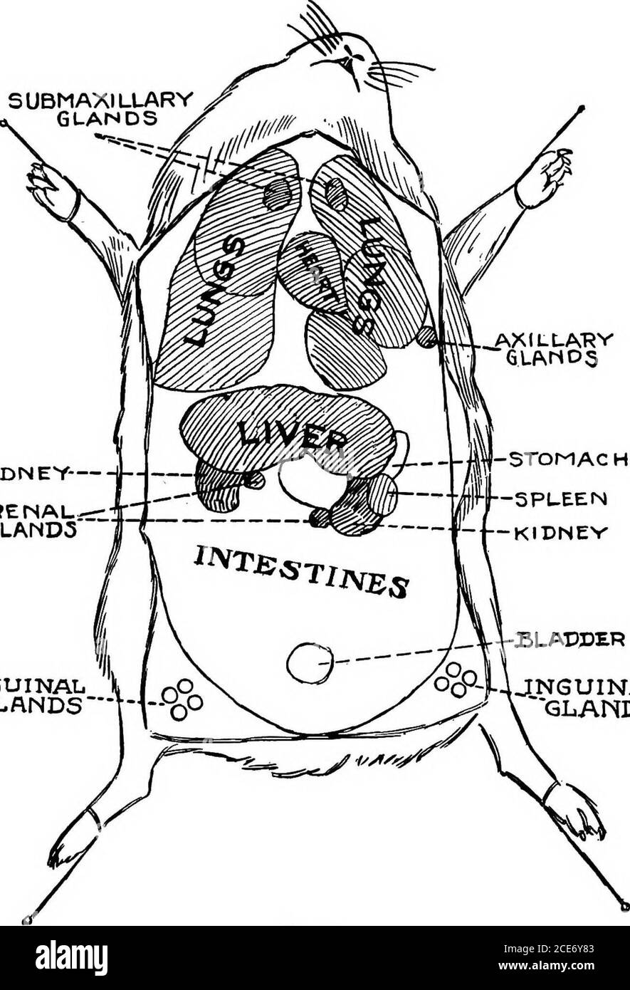 A Laboratory Guide In Bacteriology, For The Use Of Students, Teachers, And  Practitioners . Al. The Hypodermic Needle Is Then With-Drawn And Sterilized  In Boiling Water For 15 Minutes. After The A Laboratory Guide In Bacteriology, For The Use Of Students, Teachers, And  Practitioners . Al. The Hypodermic Needle Is Then With-Drawn And Sterilized  In Boiling Water For 15 Minutes. After The