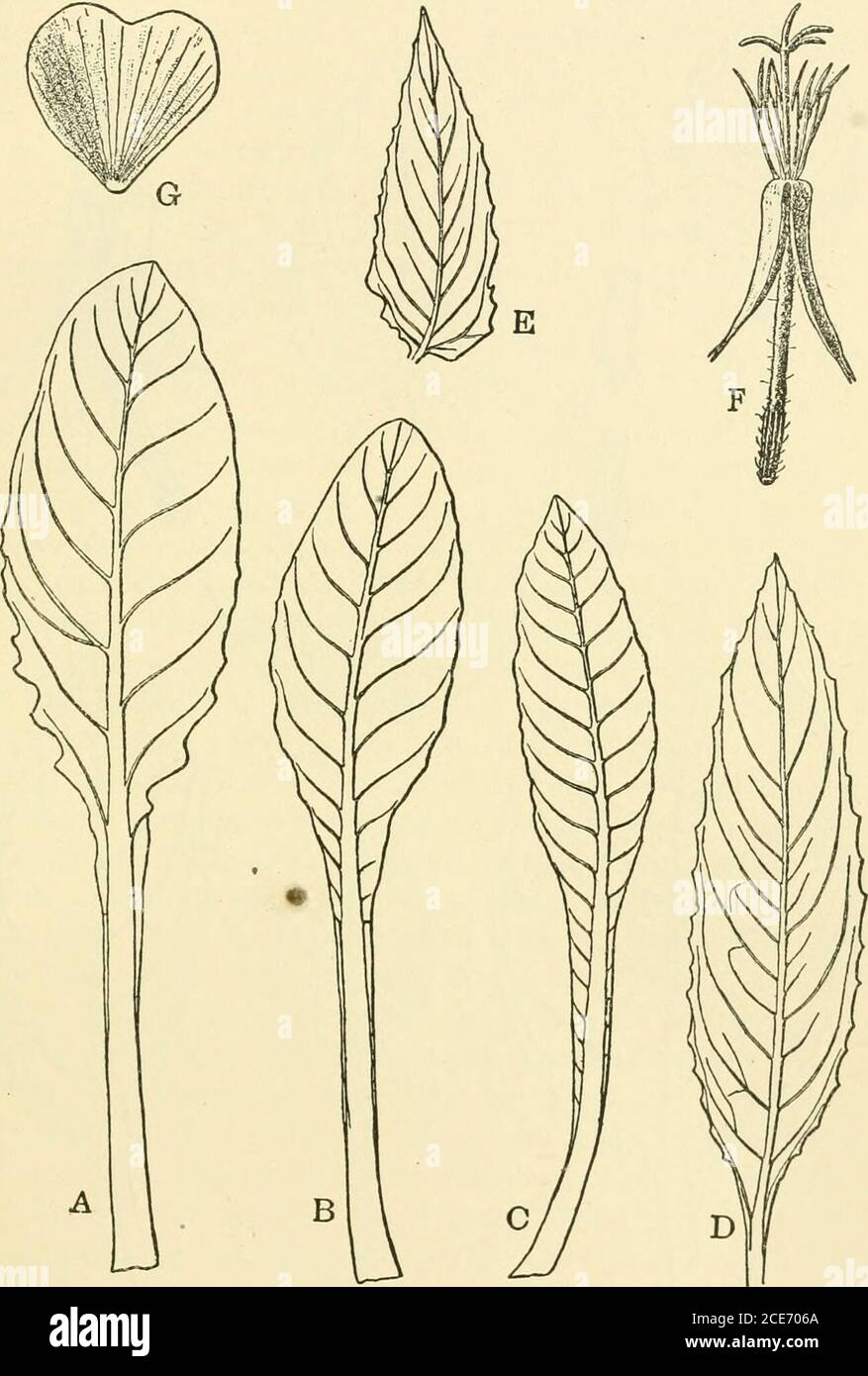 511 1 G High Resolution Stock Photography And Images Alamy