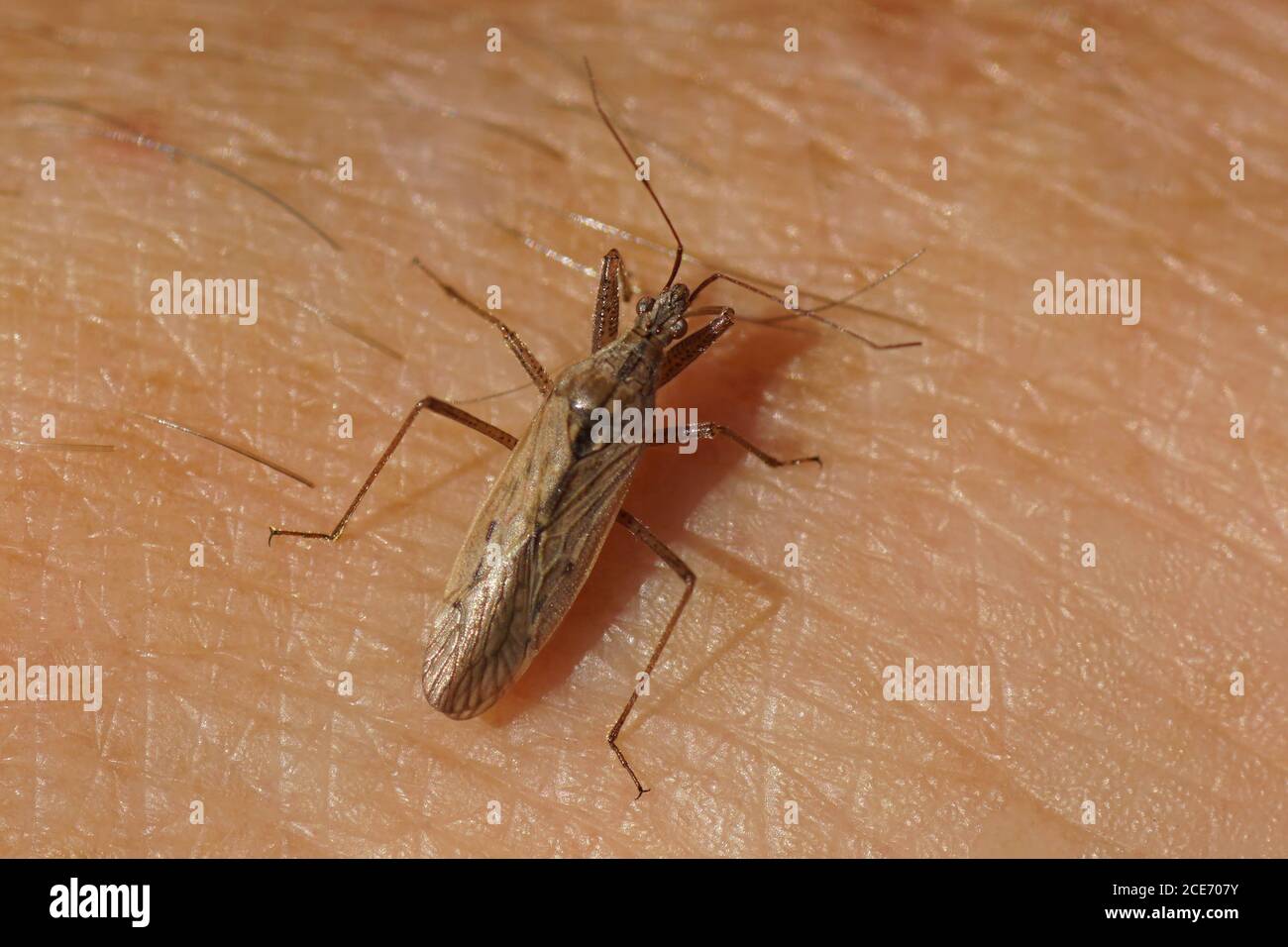 A Field Damsel Bug (Nabis Ferus) or a Nabis pseudoferus on my hand. Family Nabidae. Netherlands, October Stock Photo