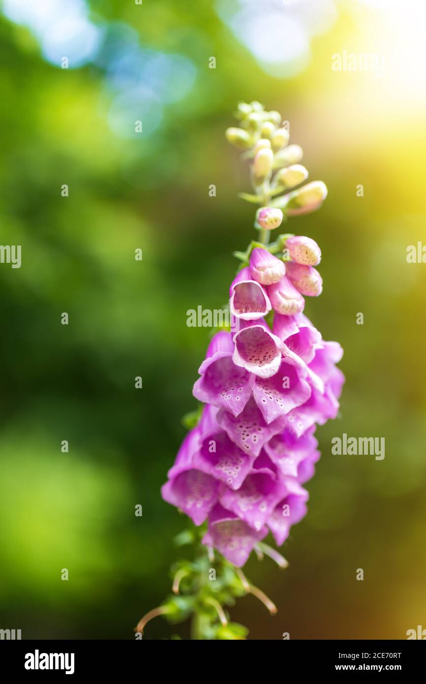 pink flower Foxglove - Digitalis Purpurea Stock Photo