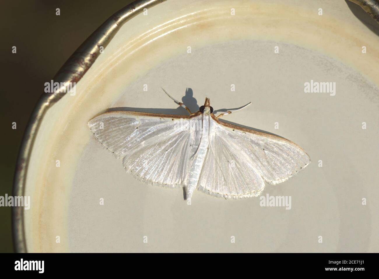 Jasmine moth (Palpita vitrealis) on a glass jar lid. Family grass moths