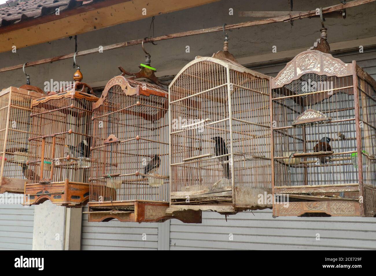 Bird cages for sale in the market, Bali, Indonesia Stock Photo - Alamy