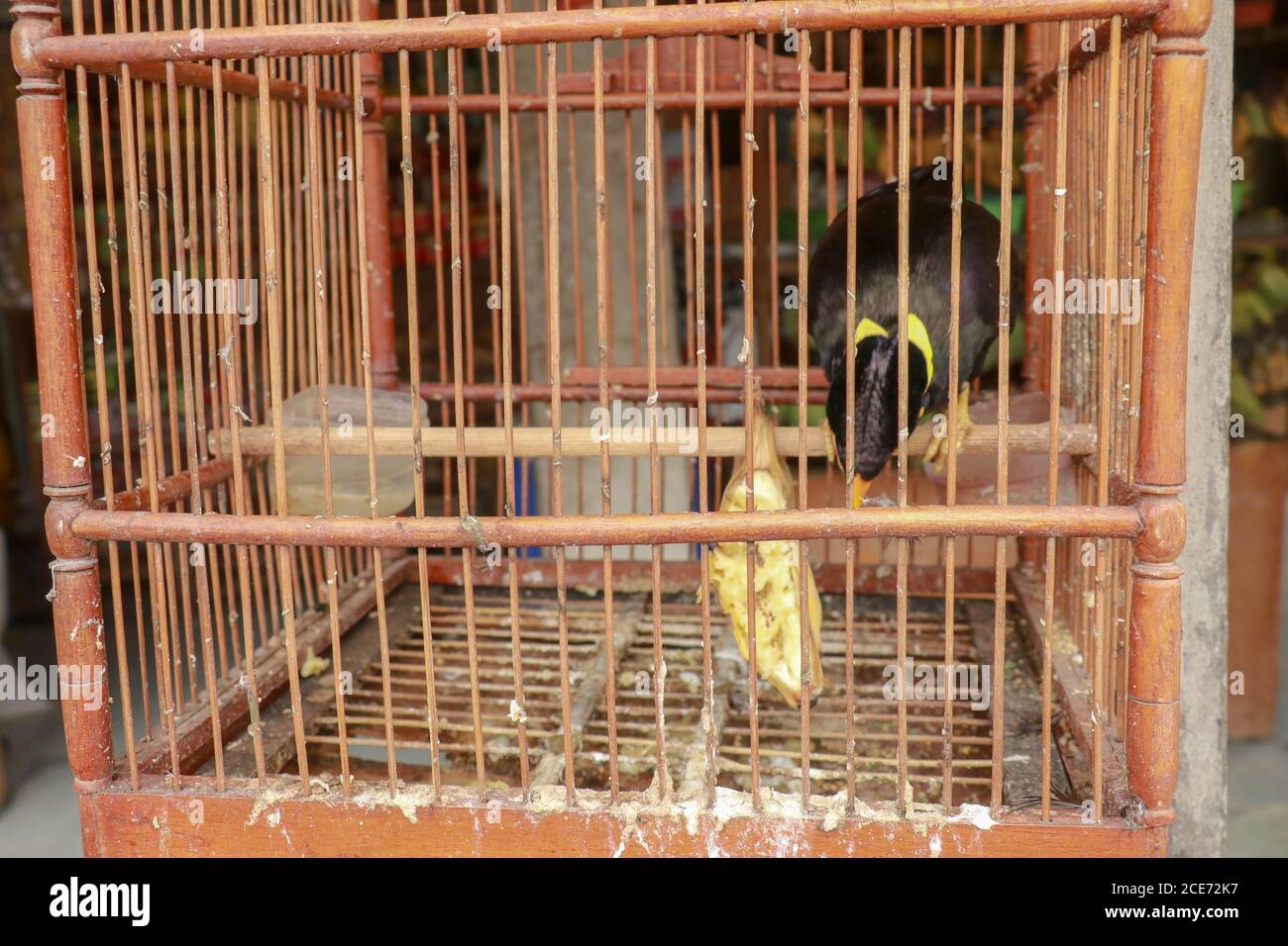 Bird cages for sale in the market, Bali, Indonesia Stock Photo Alamy