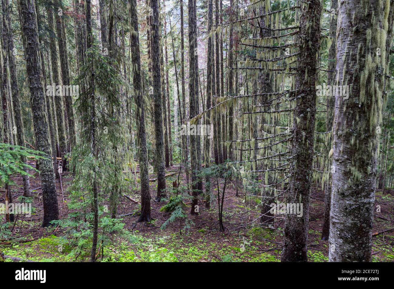 Rain forest Stock Photo