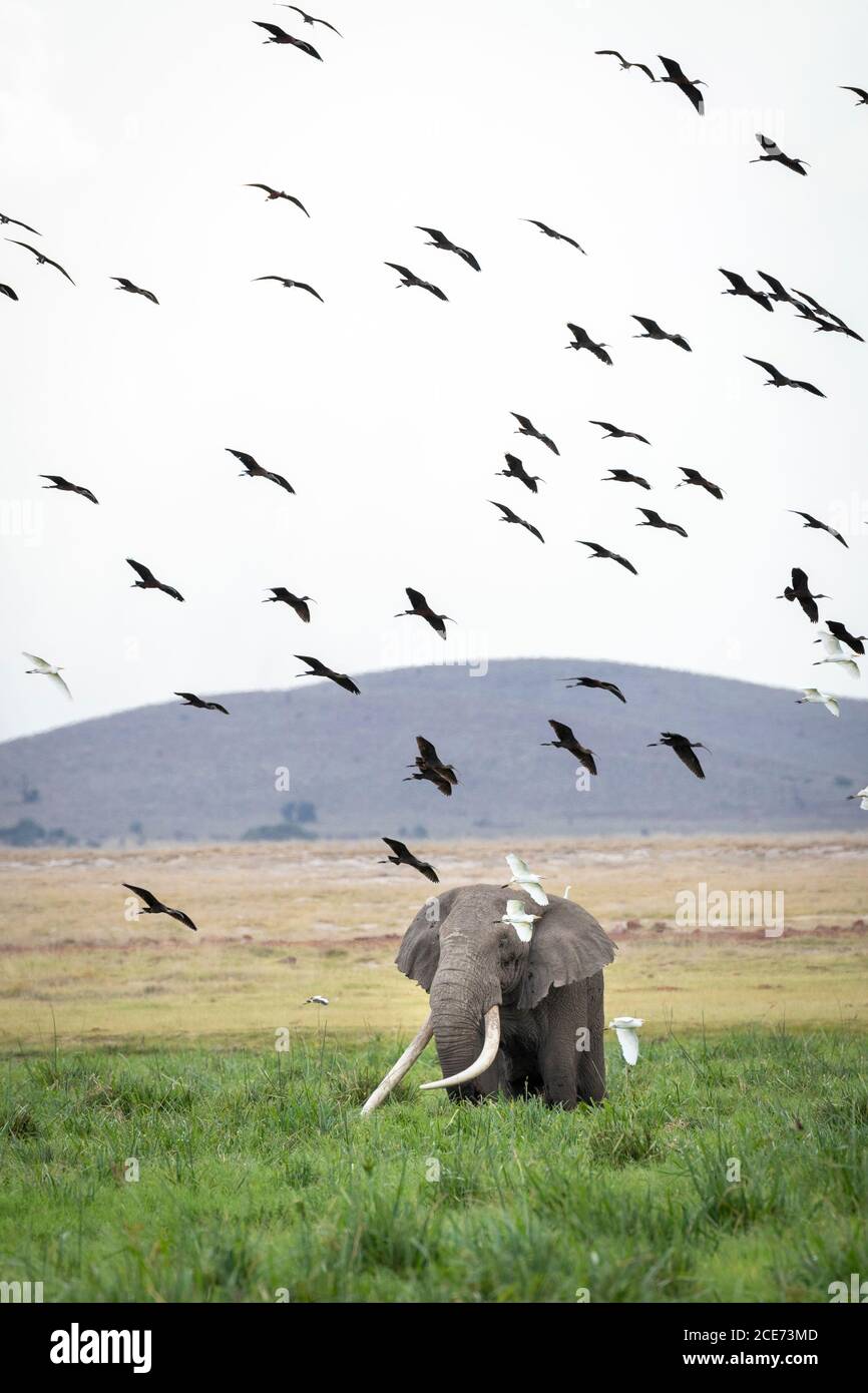 Elephant bull with huge tusks feeding on green grass with a flock of egrets flying above him in Amboseli in Kenya Stock Photo