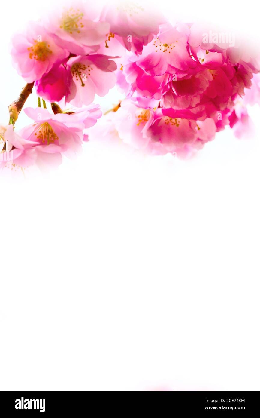 background with pink cherry blossom, sakura flowers Stock Photo - Alamy