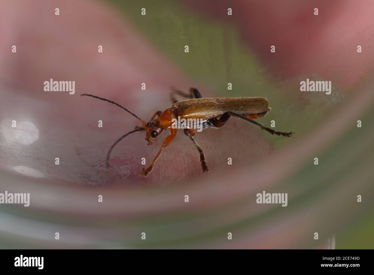 Tanbark borer, violet tanbark beetle (Phymatodes testaceus), family longhorn beetles (Cerambycidae). Netherlands, June Stock Photo