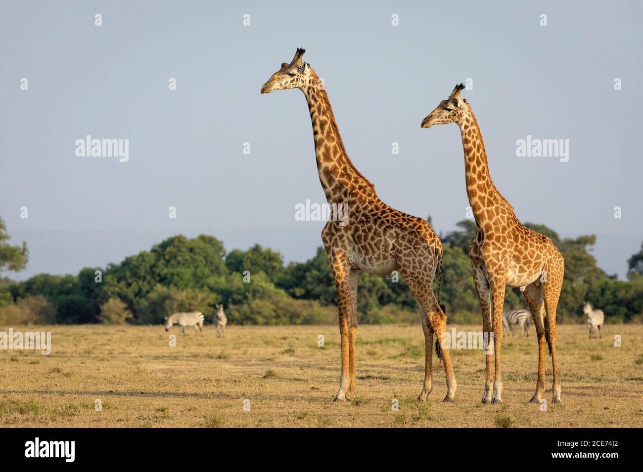 Two tall male giraffe standing alert near a small herd of zebra in