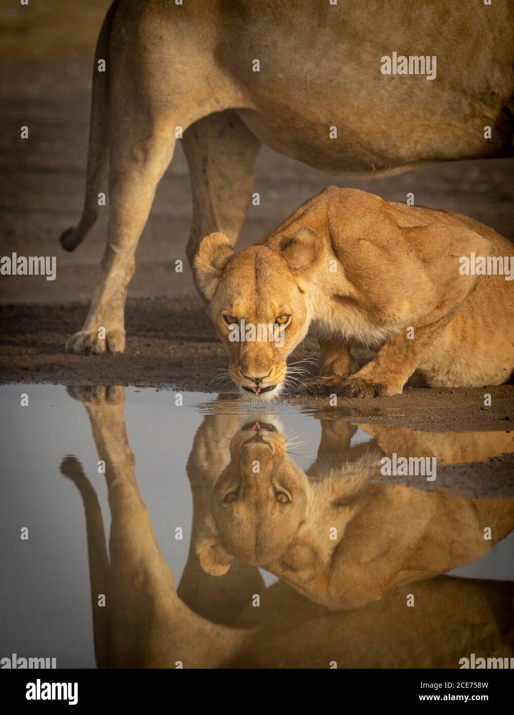 Vertical water reflection of lioness drinking looking at camera with male lion standing over her in Ndutu in Tanzania Stock Photo