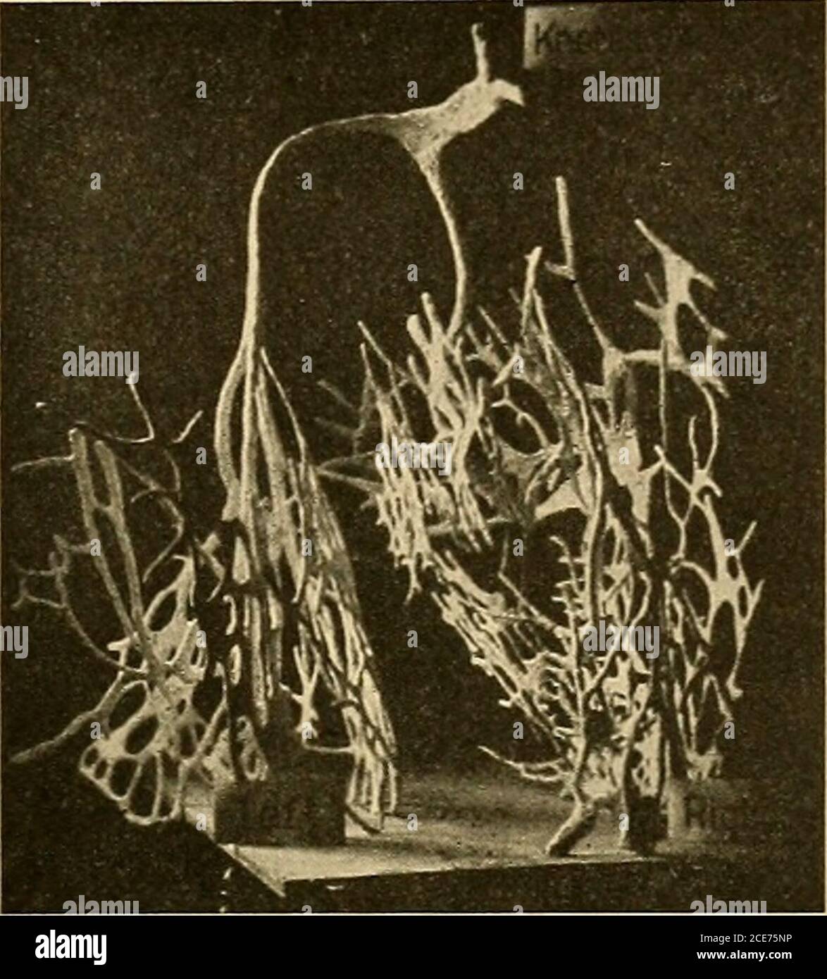 . A text-book of physiology : for medical students and physicians . as repre-sented in Fig. 226, to form a system of strands that can be traced * See Retzer, Archiv f. Anatomie, 1904, p. 1, and Anatomical Record,2, 149, 1908; Braeunig, Archiv f. Physiologie, 1904, suppl. volume, p. 1;Tawara, Das Reizleitungssystem des Saugethierherzens, Jena, 1906. t DeWitt, Anatomical Record, 3, 475, 1909. THE HEART BEAT. 539 over the inner surface of the ventricles, constituting what wereformerly designated as Purkinje fibers. The auriculoventricularnode in the interauricular septum is connected with the mus Stock Photo