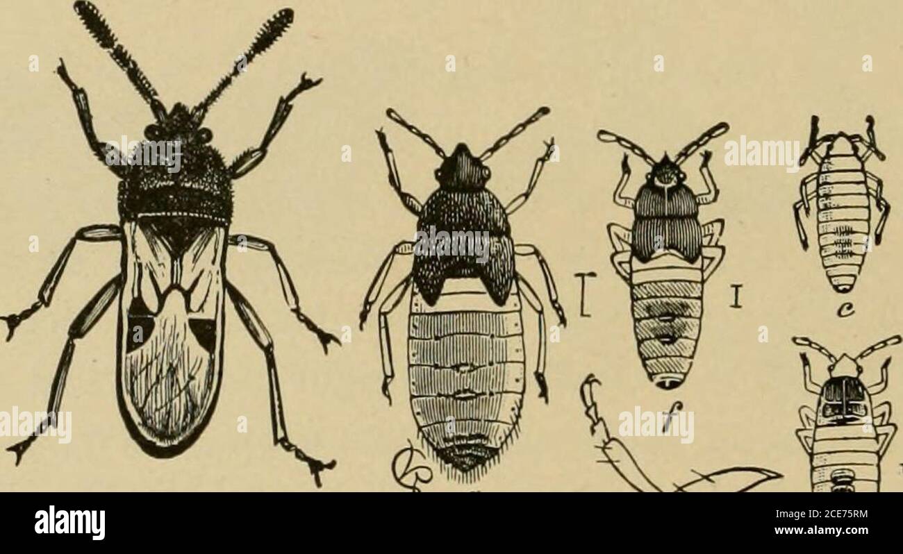 Insect pests of farm, garden and orchard . ther insect attacking grain  crops, the totaldamage from 1850 to 1909 being estimated at $350,000,  * Blissus leucopierus Say. Family Lygoeidoe. t See