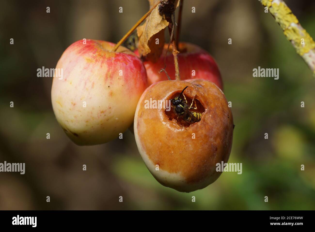 Three small apples and a wasp (Vespula vulgaris), family Vespidae in a Dutch garden. Netherlands August Stock Photo