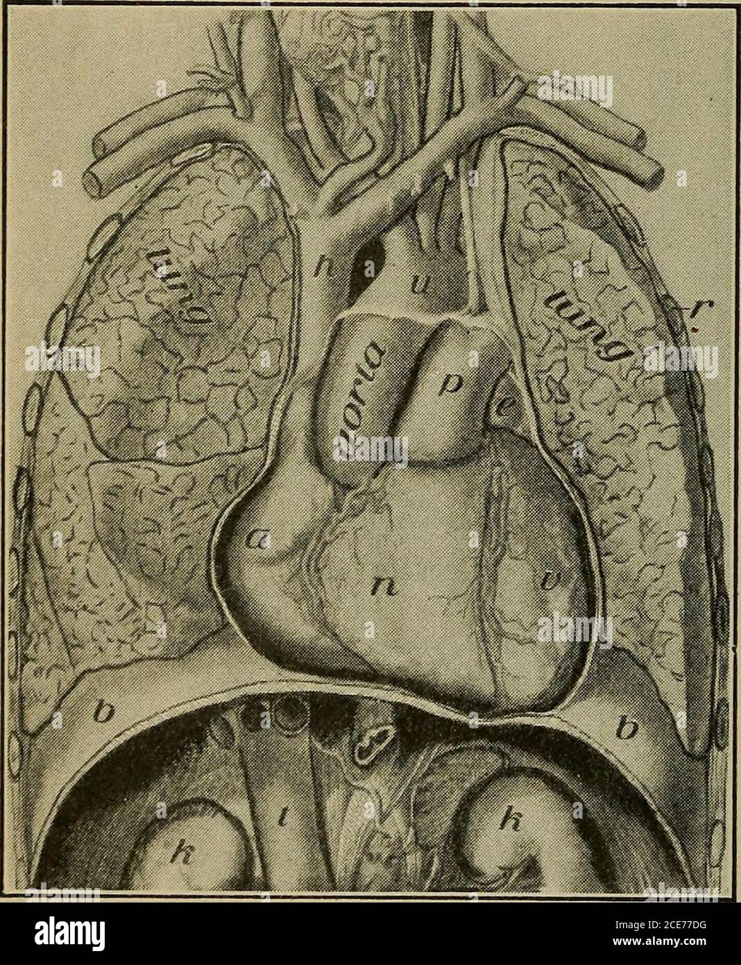 Veins Arteries Microscope High Resolution Stock Photography And Images Alamy Veins Arteries Microscope High Resolution Stock Photography And Images Alamy