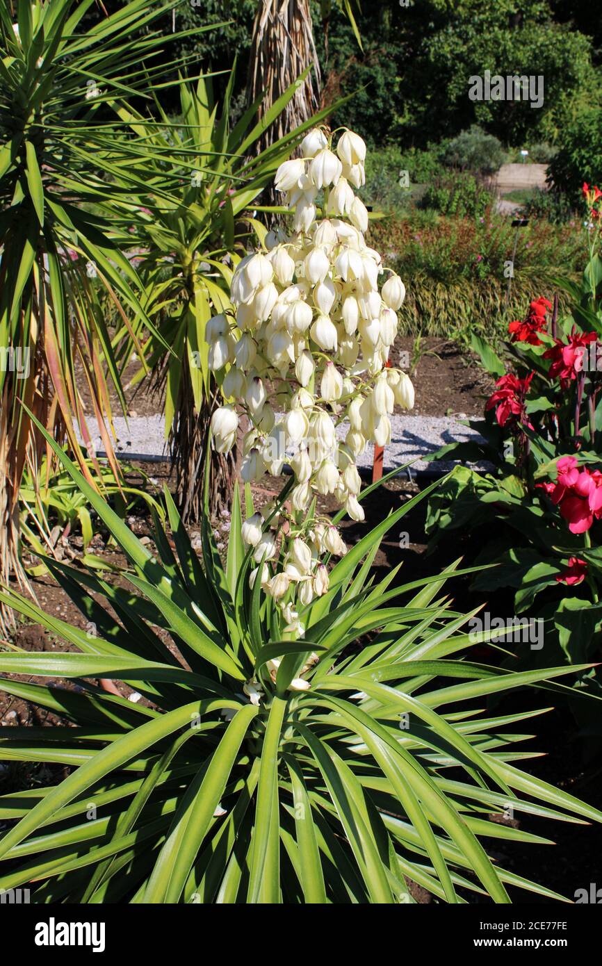 Yucca aloifolia, plants and flowers by the end of summer,Zagreb, Croatia Stock Photo