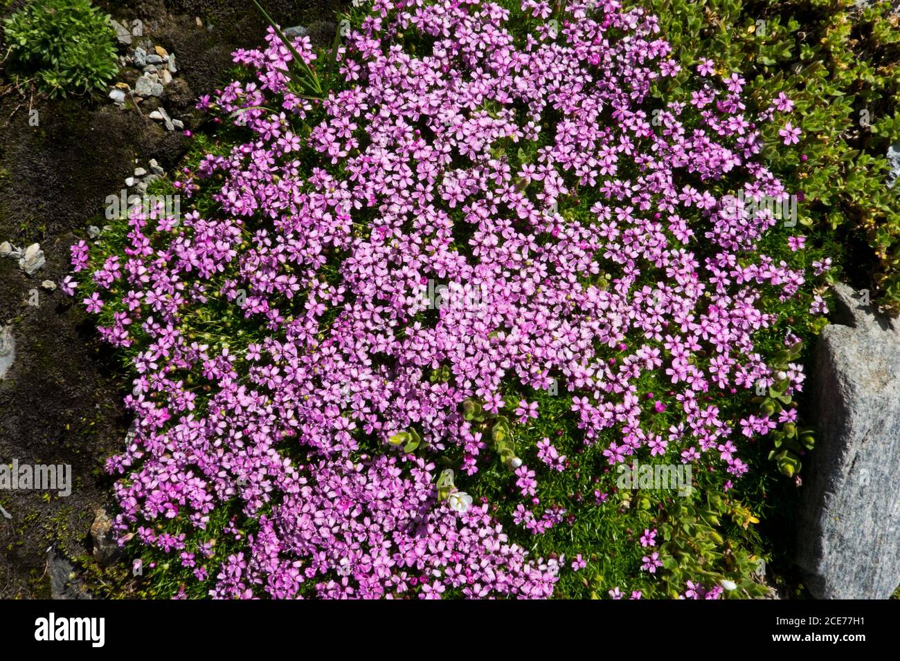 Dense cushion of Rock jasmine, with lots of small pink flowers Stock Photo
