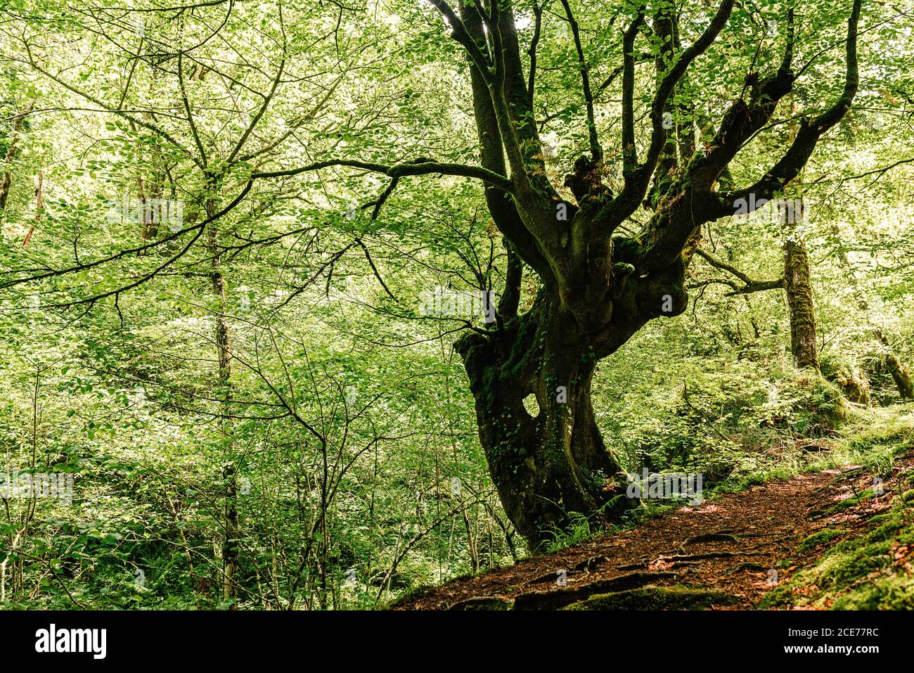 Low angle of old tree growing on hill slope on summer day in green forest Stock Photo