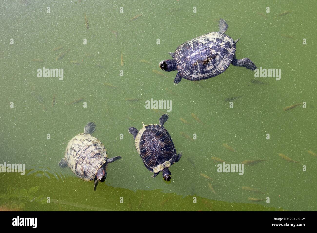 Swamp with turtles, animals, plants and flowers by the end of summer,Zagreb, Croatia Stock Photo - Alamy Swamp with turtles, animals, plants and flowers by the end of summer,Zagreb, Croatia Stock Photo - Alamy