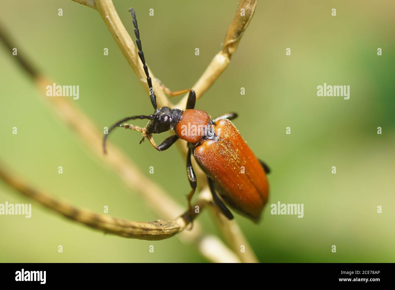 A female Red-brown Longhorn Beetle (Stictoleptura rubra). A beetle of the family longhorn beetles (Cerambycidae). In a Dutch garden in the summer. Stock Photo
