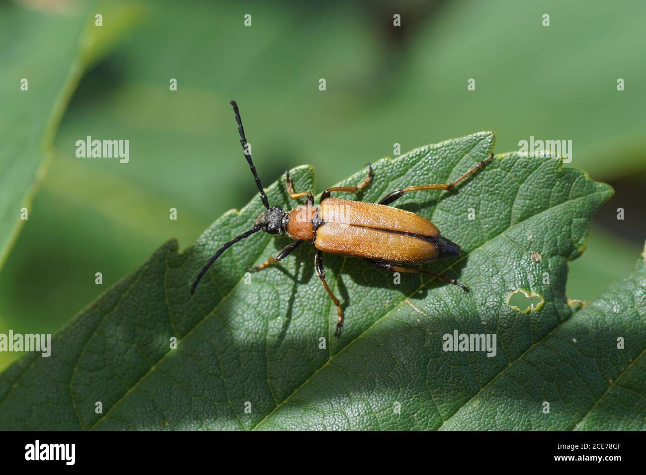 Female Red-brown Longhorn Beetle (Stictoleptura rubra), family Cerambycidae on a leaf in the dunes. Netherlands, July Stock Photo