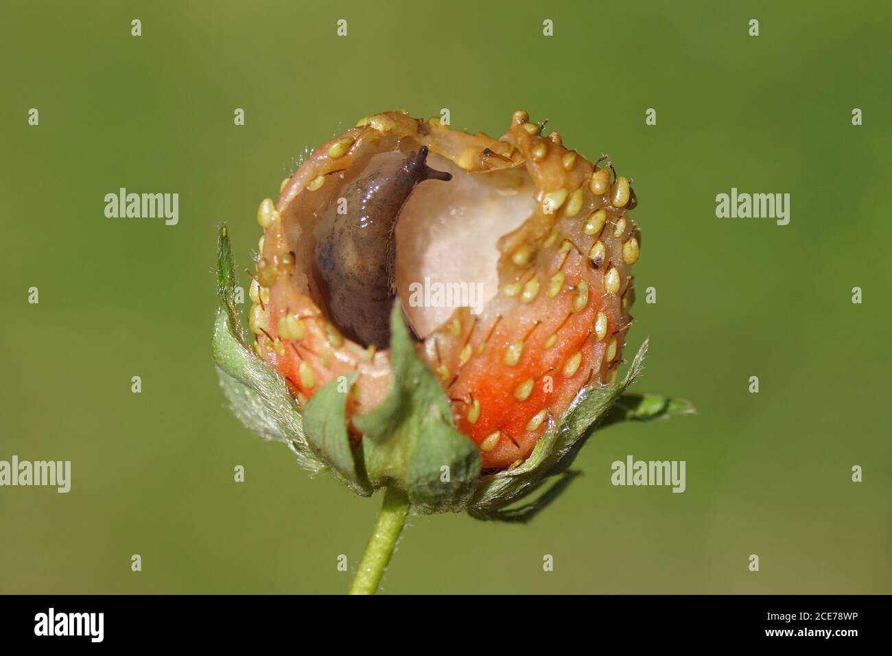 A slug eating a strawberry in a Dutch garden in June Stock Photo Alamy