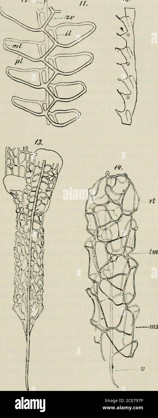 . Natural science: a monthly review of scientific progress . —ms Structure of Retioloidea. Fig. 10.—Siomatogyaptus turnquisti, part of the net-work. Fig. ii.—Retiolitesgeinitzianus, the main strands of the net-work. Fig. 12.—Retiolites nassa, proximal endfrom the anti-virgula side. Fig. 13.—The same from the virgula side. Fig. 14.—Distal end of same, showing main strands only. Fig. i^.—Dictyonema rarum, a portionfrom the side, showing nest-shaped organs. All greatly enlarged. tw, thecal wall, im, thecal mouth, rt, rudimentary theca. v. virgula. rv, straightvirgula. zv, zigzag virgula. il, inne Stock Photo