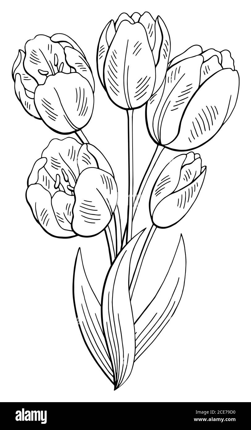 tulips flowers drawing, tulips flowers bouquet, beautiful tulips flowers  bouquet, tulip flower line art. - MasterBundles