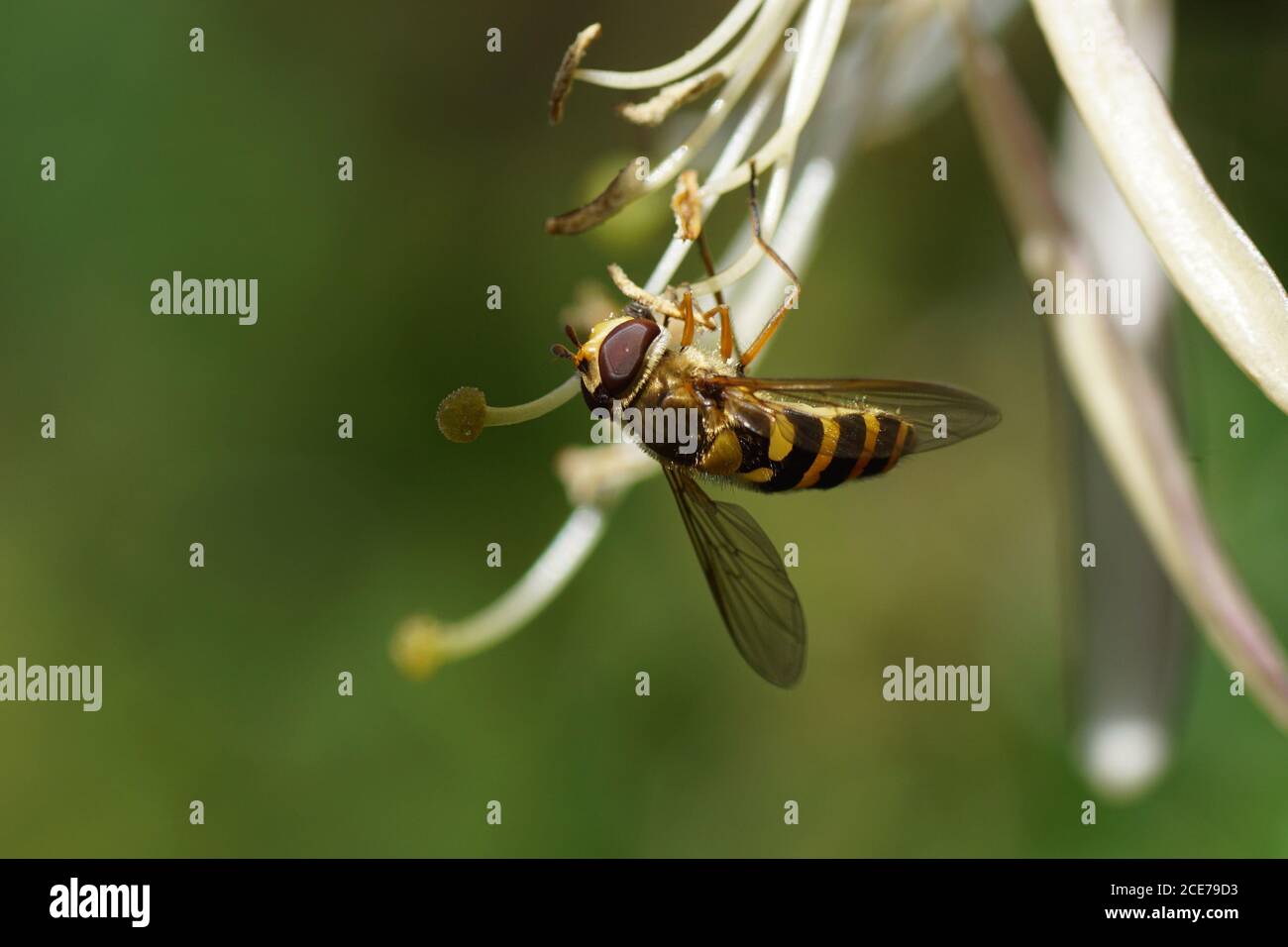 Hoverfly, Syrphus ribesii, family Syrphidae on pistil and stamens of a flower of honeysuckle (Lonicera periclymenum), family Caprifoliaceae. Holland Stock Photo