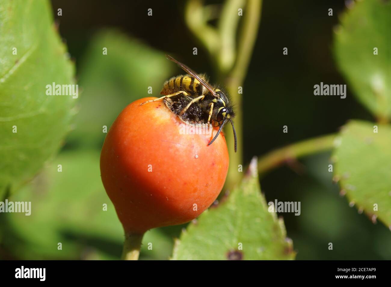 A common wasp (vespula vulgaris) on a rosehip. Family Vespidae. in a Dutch garen.  Netherlands, September Stock Photo