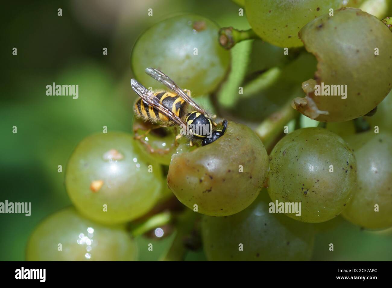 A common wasp (Vespula vulgaris) eating a grape. Family Vespidae. Photo