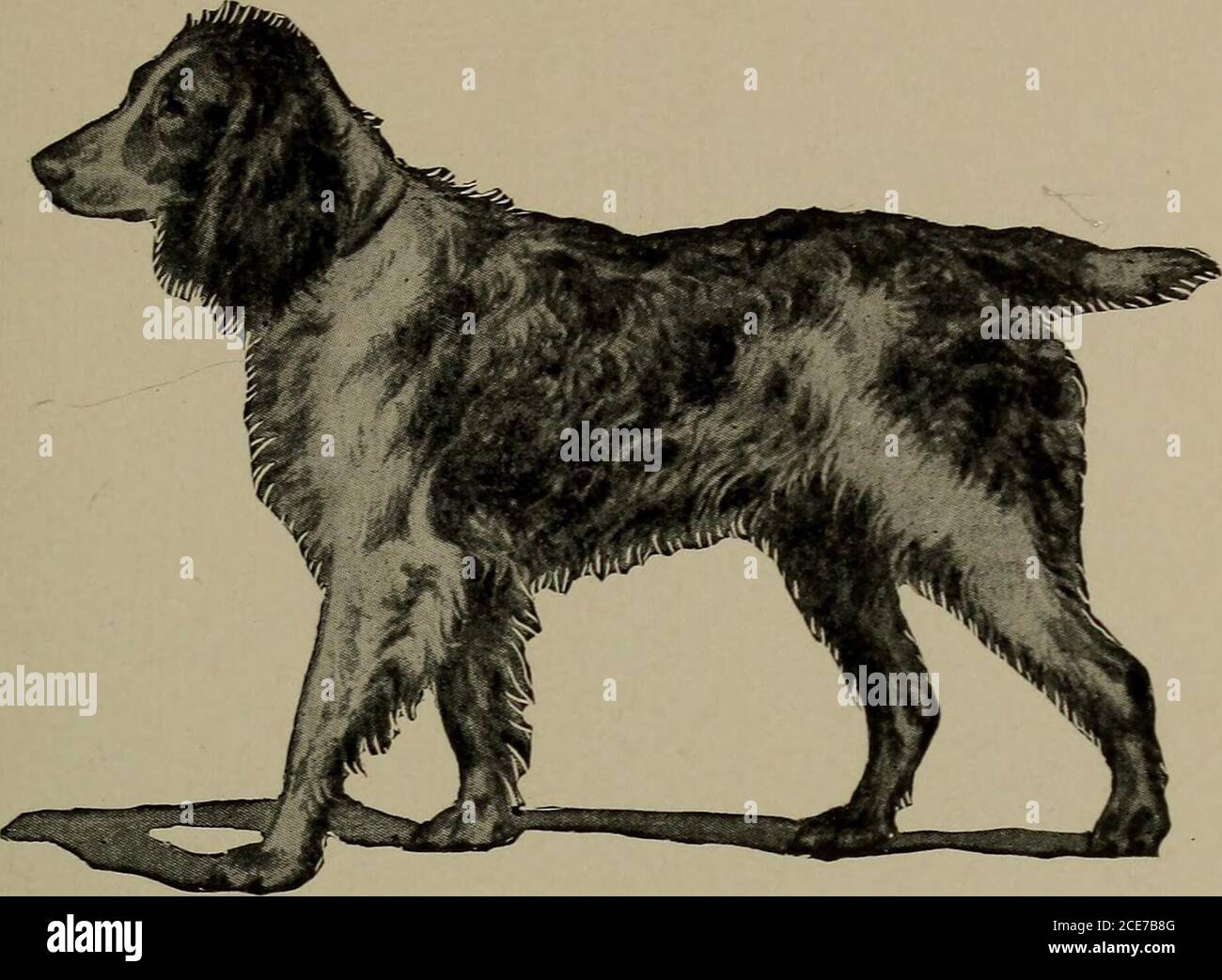 What Dogs Have Dewlaps