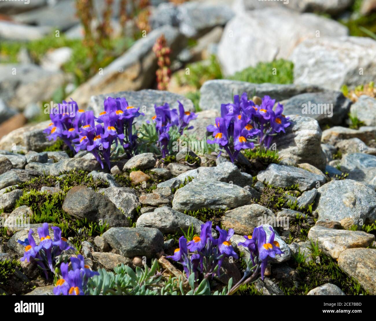 Alpine toadlax, Linaria alpina, purple flowers with orange lobes in the centre , growing in its natural, rocky envrionment Stock Photo