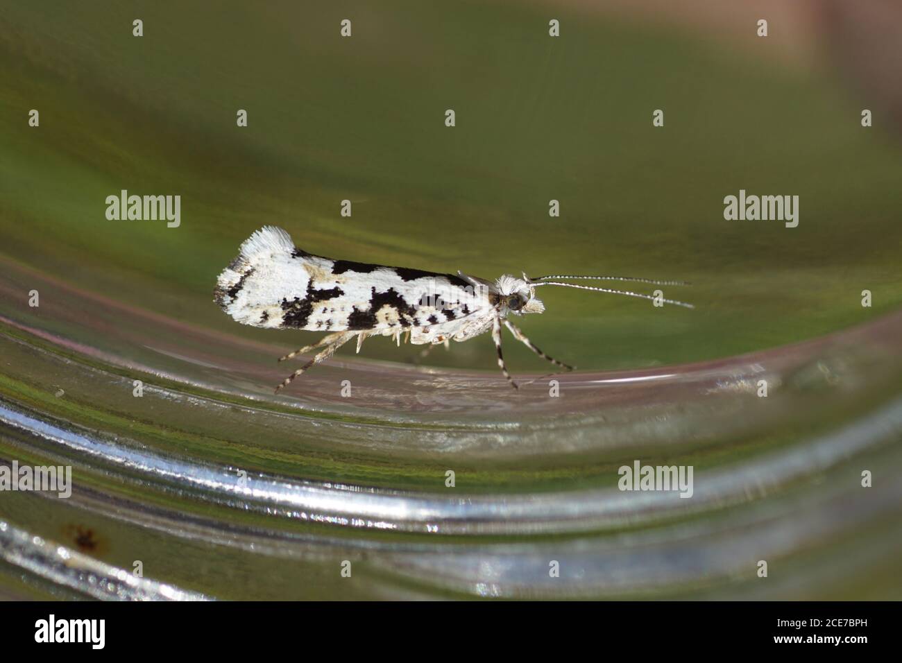 Ypsolopha sequella, a moth of the family Ypsolophidae on glass. Photo: Bergen, Netherlands June Stock Photo