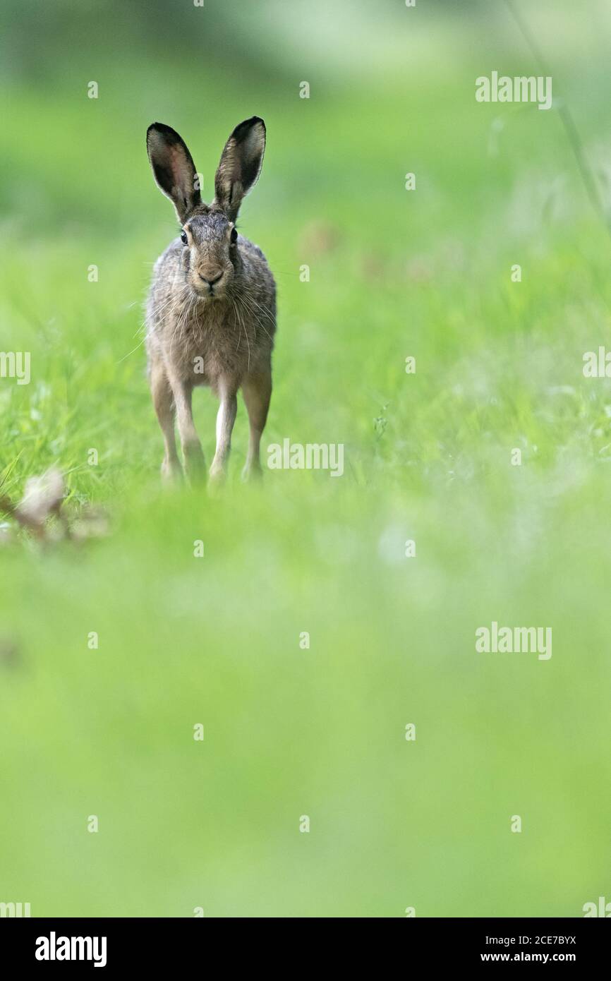 A male European hare, also called a buck, follows the odour trail of a female Stock Photo