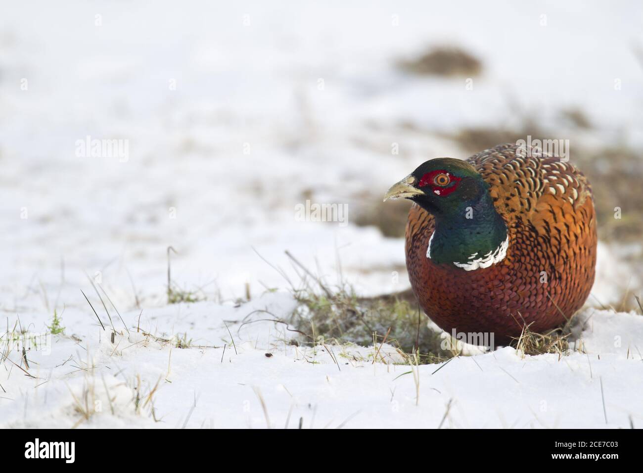Common Pheasant cock in winter Stock Photo