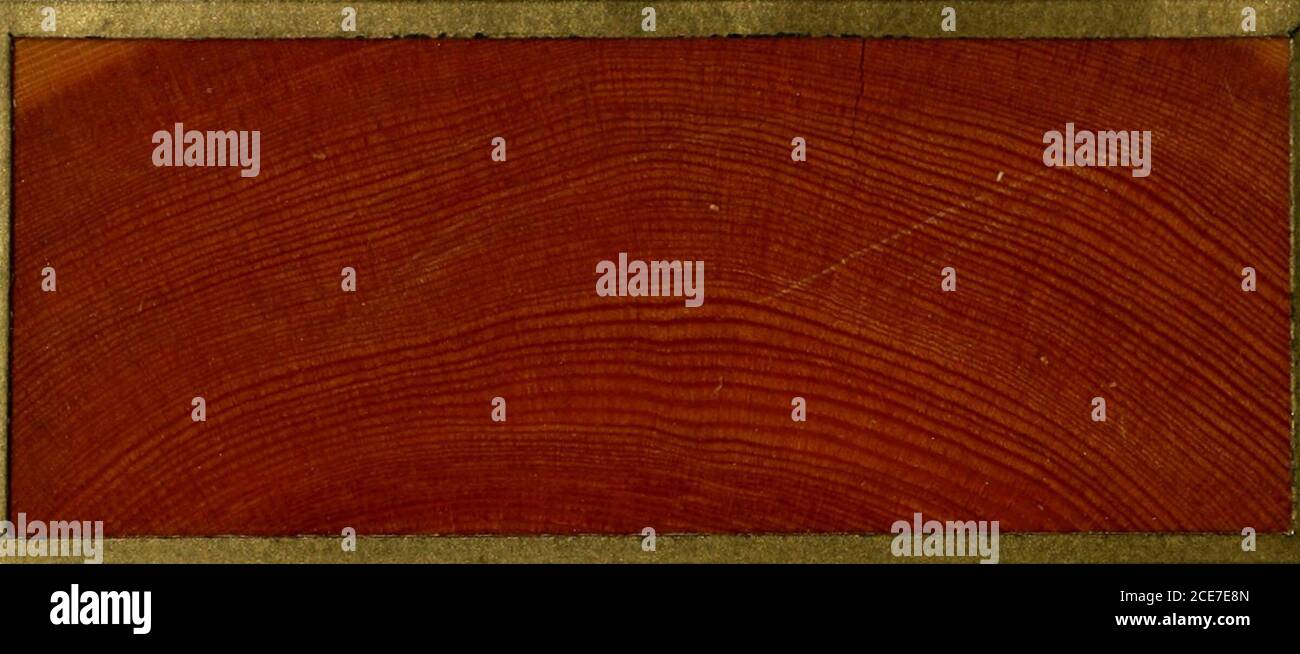 . The American woods : exhibited by actual specimens and with copious explanatory text . TANGENTIAL SCCTIOKJ Oer Holdselige Tanne. /v. Sapin aimable.Sp. Abeto amable. 250 LARIX OCCIDENTALIS, Nutt Western Tamarack- Larch or Hackmatack. TRANSVERSE SECTION. RADIAL. SECTION. T A N O E N T A. L SECTION. Q-er. Westliche Larche; Fr. Meleze Occidentale;Sp. Larice Occidental. 250 LARIX OCCIDENTALIS, Nuti Western Tamarack. Larch or Hackmatack,. TRANSVERSE SECTION^ RADIAL. SECT! ON Stock Photo