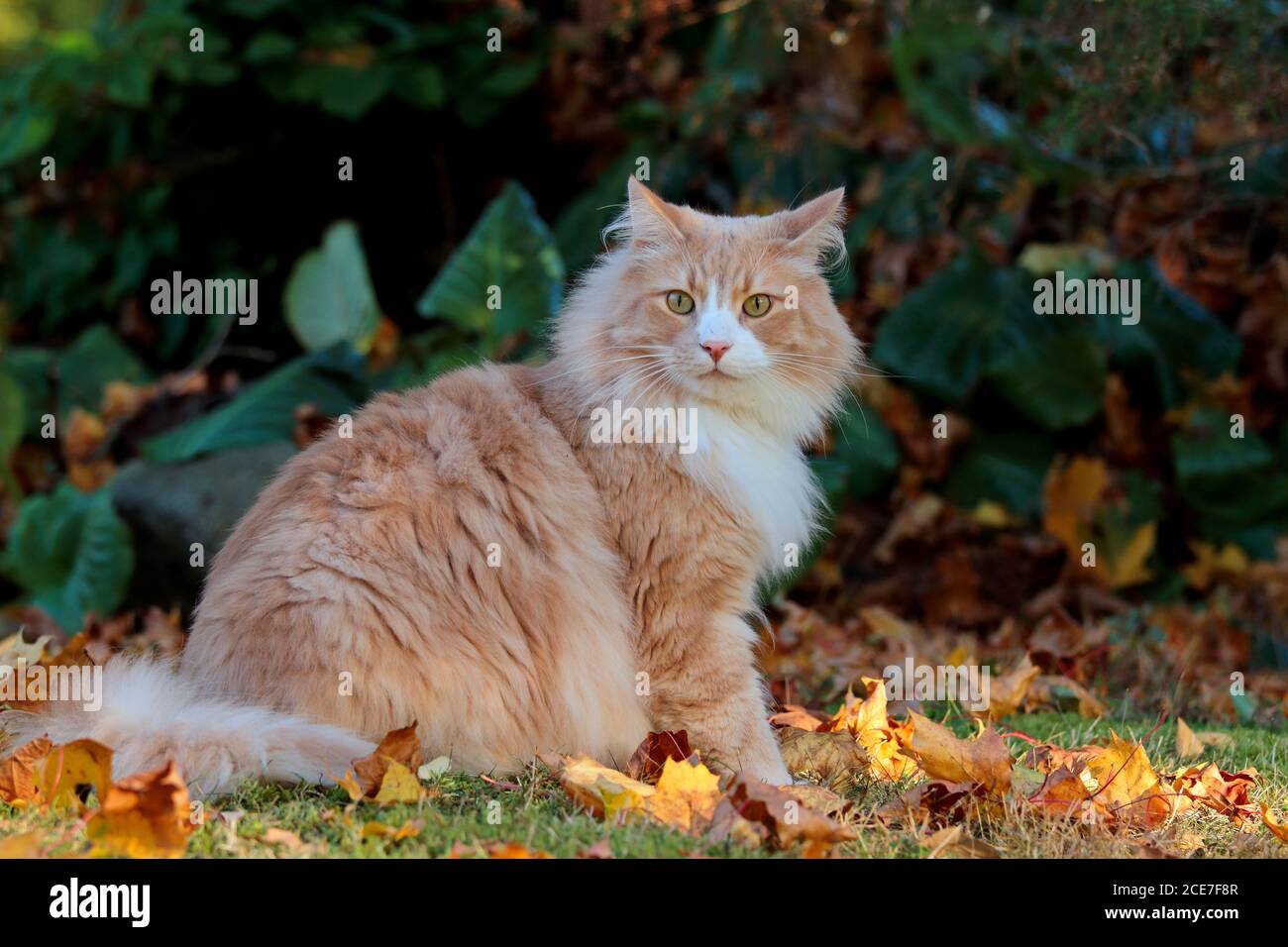 A norwegian forest cat male sitting in autumnal garden with yellow
