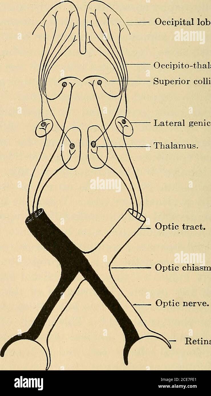 . A text-book of physiology : for medical students and physicians . AL ...