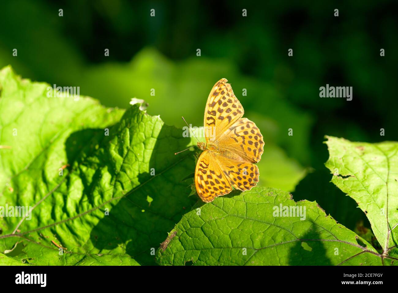 The silver-washed fritillary - Argynnis paphia is a common and variable butterfly found over much of the Palaearctic ecozone – Algeria, Europe, temper Stock Photo
