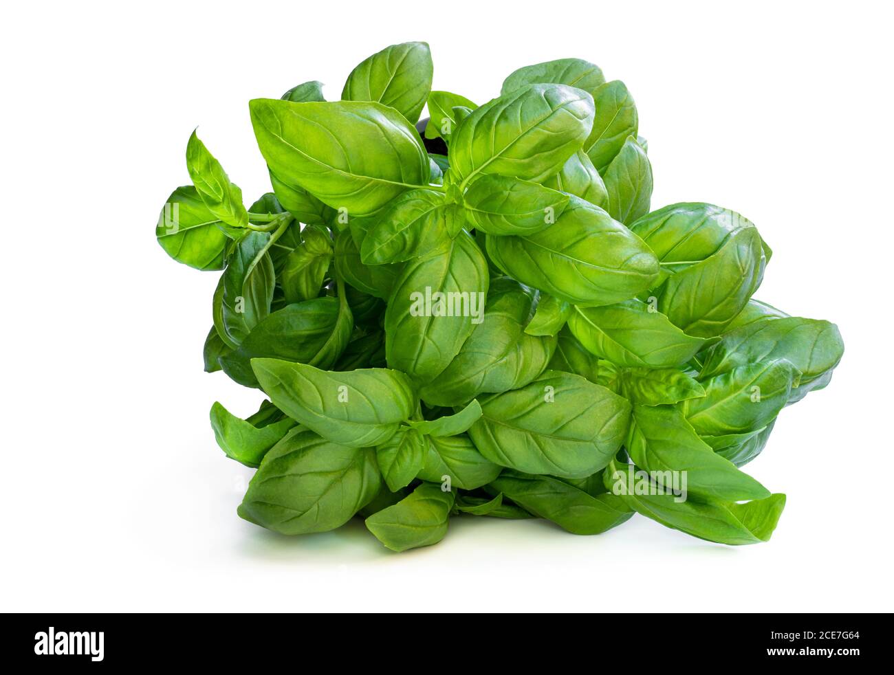 Basil herbs in pot isolated on white background Stock Photo - Alamy