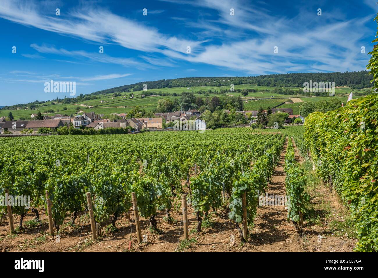 View of in the vineyard in Burgundy Bourgogne home of pinot noir and chardonnay in summer day with blue sky. Cote d'Or Stock Photo
